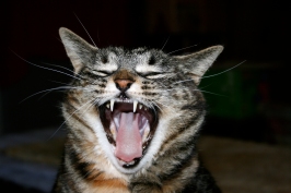 yawn